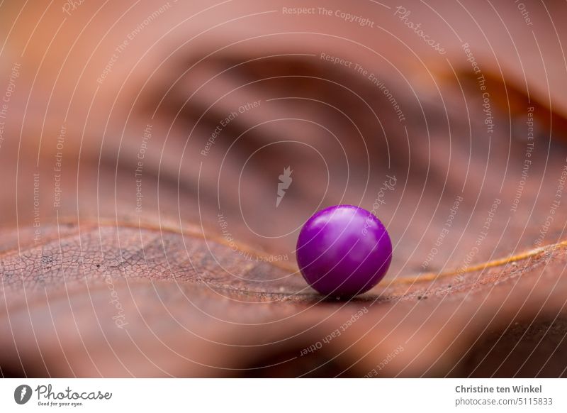 Eine violette Beere liegt auf einem vertrockneten Blatt Callicarpa giraldii Schönfrucht Liebesperlenstrauch Beerenfrucht lila Herbst herbstlich Nahaufnahme