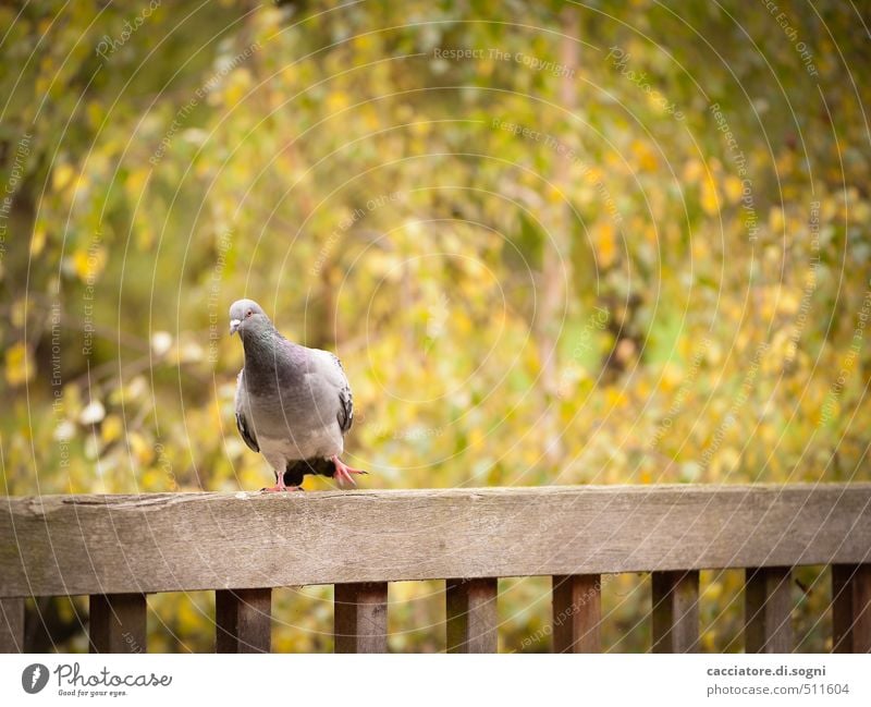 Herbst-Tänzchen Umwelt Schönes Wetter Park Zaun Brückengeländer Tier Wildtier Vogel Taube 1 Tanzen Freundlichkeit Fröhlichkeit lustig niedlich braun grün orange