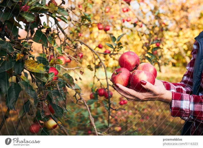 Frau pflückt reife Äpfel auf dem Bauernhof. Landwirt packt Äpfel vom Baum im Obstgarten. Frische gesunde Früchte bereit, auf Herbst-Saison zu pflücken. Erntezeit auf dem Lande