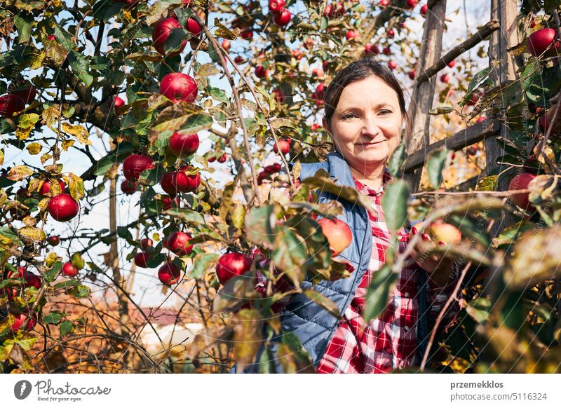 Frau pflückt reife Äpfel auf dem Bauernhof. Landwirt packt Äpfel vom Baum im Obstgarten. Frische gesunde Früchte bereit, auf Herbst-Saison zu pflücken. Erntezeit auf dem Lande