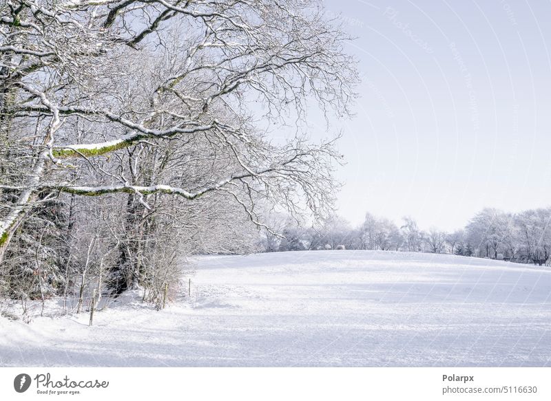 Äste hängen über einem verschneiten Feld Hintergrund Schönheit Schneesturm blau Ast übersichtlich kalt Land Landschaft deckend Tag Nebel Wald Frost frostig