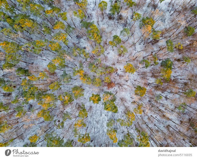 Luftaufnahme eines Waldes bei Mannheim. Antenne Dröhnen Schnee Winter Baum Deutschland Europa Wahrzeichen Landschaft Berge u. Gebirge Himmel Natur Felsen Tal