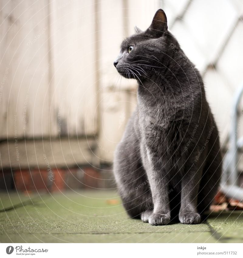 Freigänger Häusliches Leben Garten Fassade Tür Betonplatte Holztür Tier Haustier Katze Hauskatze britisch Kurzhaar 1 hocken Blick sitzen warten schön grau