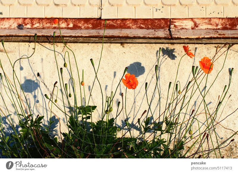 naturverbunden | auch mo(h)ntags Mohn Nahaufnahme Garten Haus Allgäu Fassade Holzfassade wild Detailaufnahme Gebäude Schatten Wand Strukturen & Formen Vorgarten