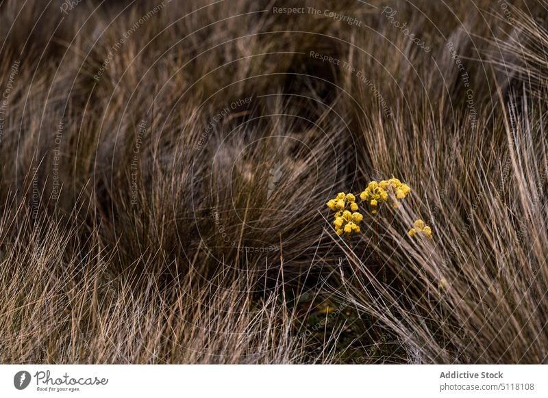 Gelbe Blumen im trockenen Gras Feld Wachstum natürlich trocknen Herbst Natur Haufen Flora Pflanze fallen gelb Landschaft Wildblume filigran Blütezeit vegetieren