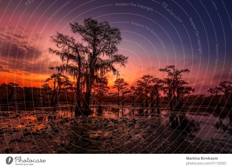 Die zauberhafte und märchenhafte Landschaft des Caddo Lake bei Sonnenuntergang, Texas Caddo-See Wasser Natur Baum Reflexion & Spiegelung Park magisch träumen