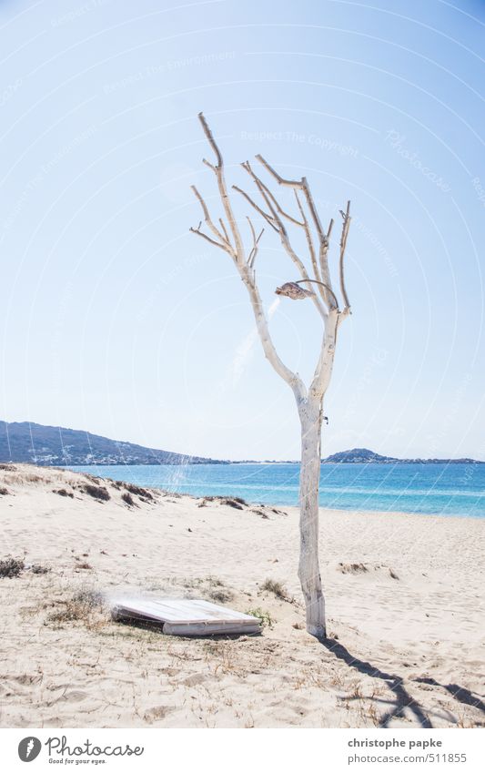 Duschbaum Ferien & Urlaub & Reisen Sommer Sommerurlaub Sonne Strand Baum Meer außergewöhnlich Design Stranddusche Wassertropfen Farbfoto Außenaufnahme