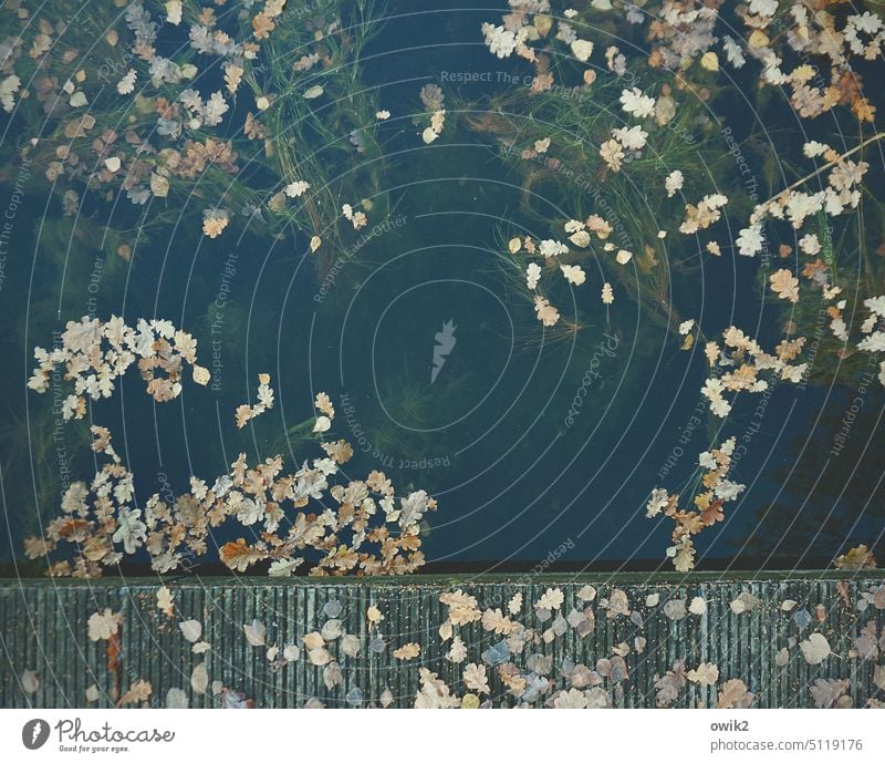 Zu Wasser Bootssteg Anlegestelle Steg Außenaufnahme See ruhig Wasseroberfläche Blätter Herbstlaub schwimmen Im Wasser treiben viele Laubwerk Umwelt Idylle unten