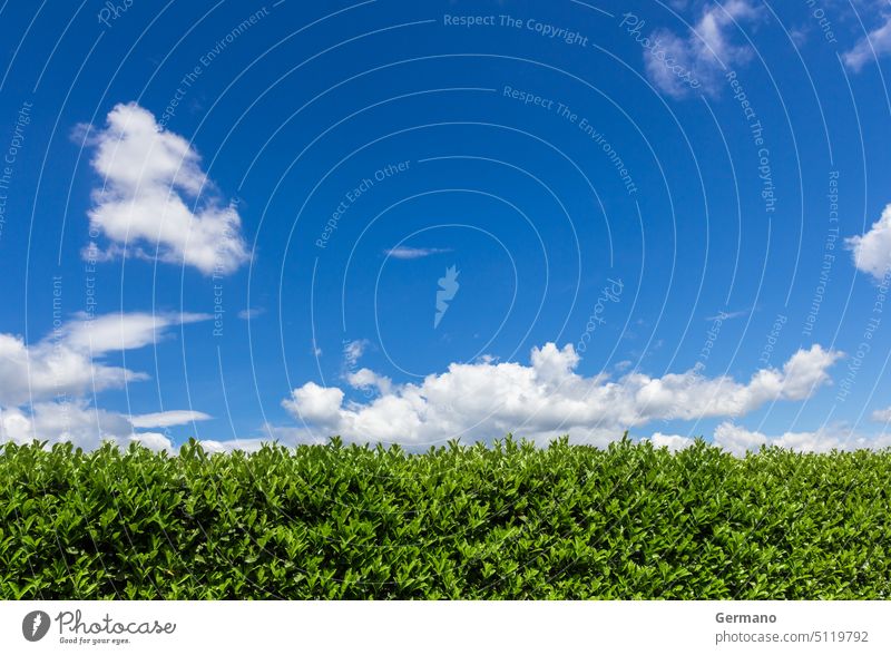 Hecke gegen den Himmel Hintergrund blau Borte Buchse Wolken Wolkenlandschaft Immergrün Zaun Feld Garten Gartenarbeit Gras Wachstum Hecken vereinzelt Landschaft