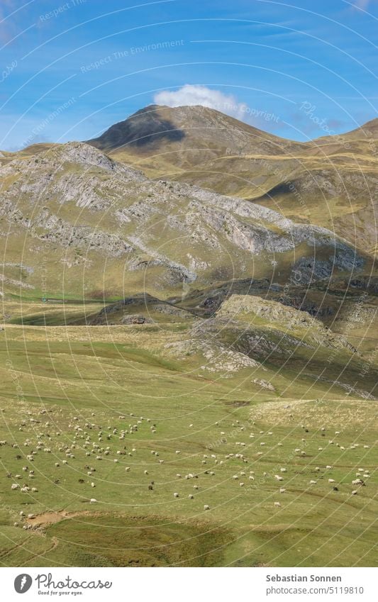 schöne Landschaft der Pyrenäen mit grasender Schafherde auf einer Wiese an einem blauen sonnigen Tag, Col du Pourtalet, Nouvelle-Aquitaine Frankreich