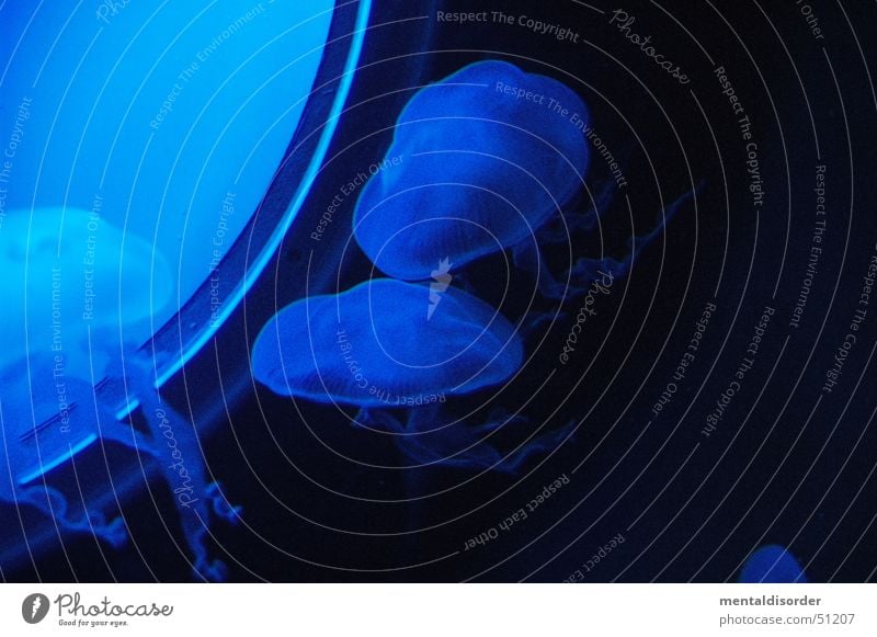 blau und instabil II Qualle Fenster Tentakel tauchen Wasser seaworld
