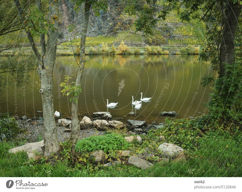 Angekommen Schwäne Höckerschwäne Landschaft Umwelt Außenaufnahme Tierwelt Natur draußen Stille vornehm Eleganz Menschenleer Farbfoto Mosel (Weinbaugebiet)