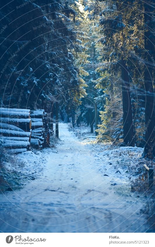 Verschneiter Weg im Wald Schnee Winter Baum kalt Sonne Abend weiß Himmel Tanne Licht Landschaft Natur Eis Frost Außenaufnahme blau Menschenleer Sonnenlicht