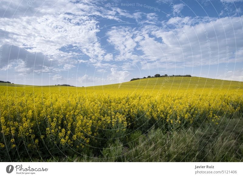 Felder mit blühendem Raps unter blauem Himmel mit Wolken, Wiesen mit gelben Blumen, Rapsölindustrie, landwirtschaftliche Kulturen, Landschaft Müsli Ölsaat