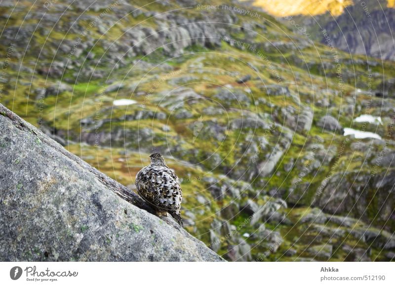 my home is my castle Leben harmonisch Erholung ruhig Meditation Abenteuer Ferne Freiheit Natur Landschaft Felsen Berge u. Gebirge Wildtier Vogel Schneehuhn