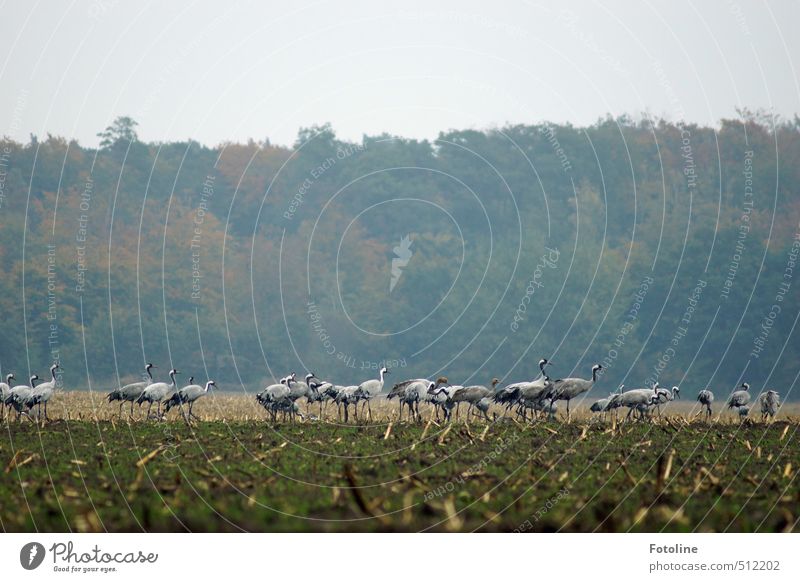 Versammlung Umwelt Natur Landschaft Pflanze Tier Herbst Feld Wald Wildtier Vogel Schwarm natürlich grau grün Kranich Farbfoto Gedeckte Farben Außenaufnahme