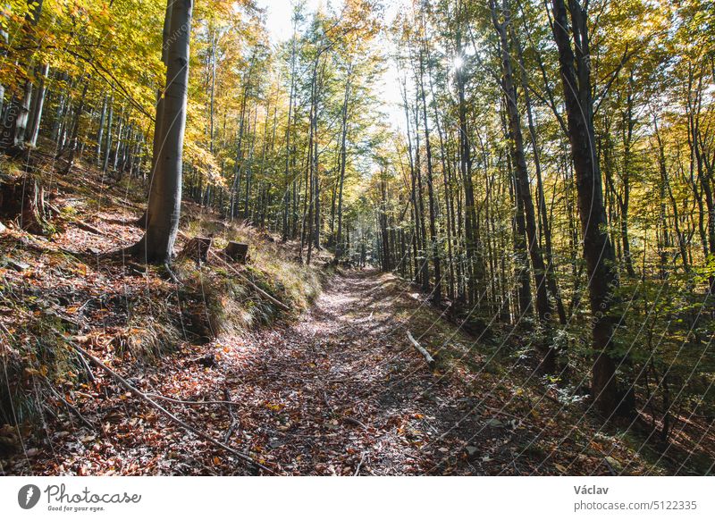 Die Entdeckung neuer, verlorener Pfade, bedeckt mit den rot-orangen Blättern der Eichen, die diesen magischen Ort umgeben. Ostravice, Beskiden, Tschechische Republik