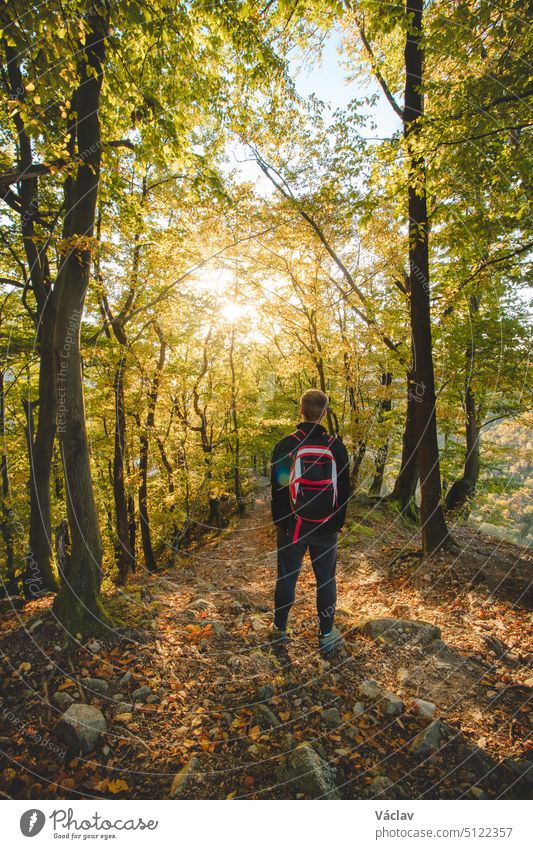 Ein junger Abenteurer genießt die letzten Reste des warmen Abendlichts in einem herbstlich gefärbten Laubwald. Oktober und November. Domasinsky-Mäander, Region Zilinsky, Slowakei