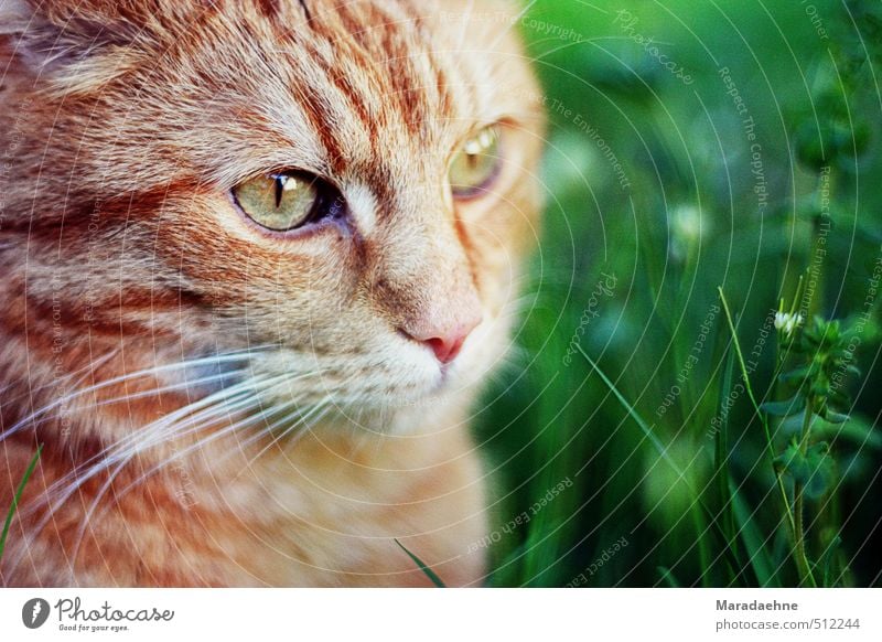 Mietzetatze Jagd Natur Frühling Sommer Schönes Wetter Pflanze Gras Sträucher Garten Wiese Dorf Stadtrand Tier Haustier Katze 1 beobachten Denken sitzen stehen