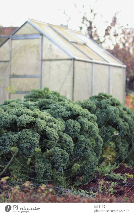 es gibt Grünkohl Pflanze Gemüse Wintergemüse Nahrungsmittel Saisongemüse im Garten Kohl Braunkohl Krauskohl prächtig üppig gesund Traditionsgericht Kultstatus