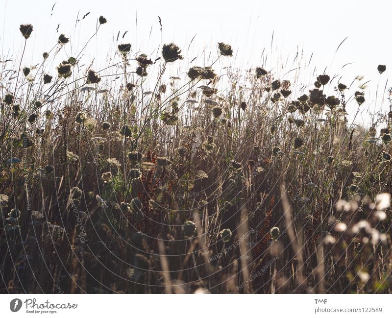 Früher Sommermorgen auf dem Osternburger Utkiek - renaturierte Naturwiese im Gegenlicht Renaturierung Blütenstaub Pollen Futterpflanzen Insektenfutter