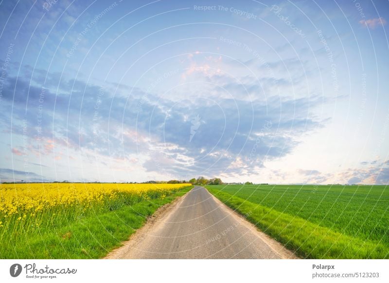 Sommerlandschaft mit einer Straße Industrie Sonne Dorf Asphalt Raps Blütezeit golden Kohle Landschaft Erdöl Bahn im Freien sonnig Hintergrund Wiese Ökologie