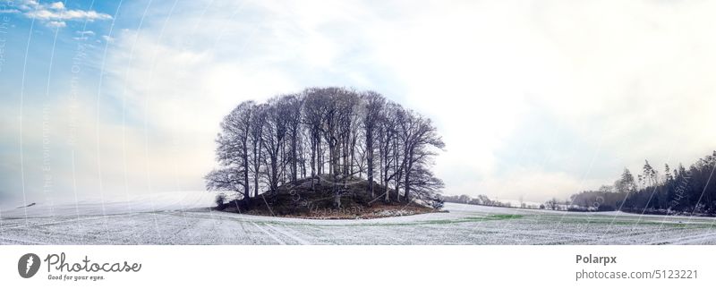 Kleiner Wald auf einem Hügel im Winter blau Landschaft Wiese Gras Umwelt natürlich Schnee ländlich Ansicht im Freien Tag magisch Wunderland malerisch Schneefall