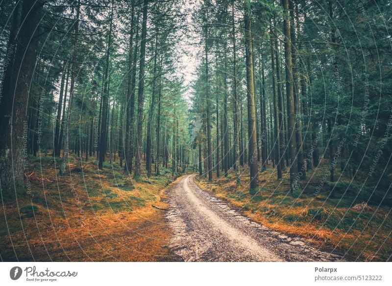 Hohe Kiefern in einem mystischen Wald Mysterium niemand Kiefernadeln Weg ruhig Szene Abenteuer Waldgebiet Laubwerk fallen Wildnis Schmutz hoch Ansicht Schweden