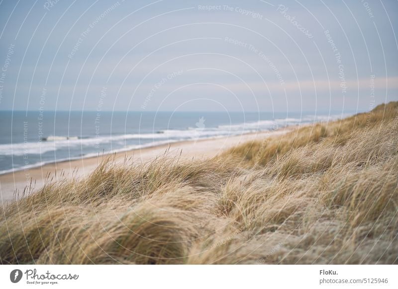 Dänische Nordseeküste im Winter Dänemark Dünengras Dünenlandschaft Meer Wellen Wasser Natur Landschaft Küste Strand Ferien & Urlaub & Reisen Sand Himmel Wolken