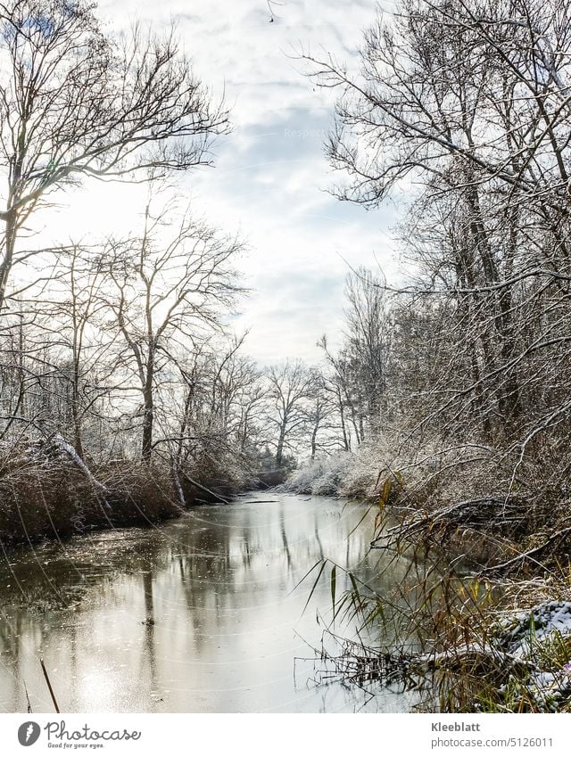 Winterliche Idylle am Altwasser der Donau Donauauen Aue Wasser Seitenarm Postkartenidylle Jahreszeiten Reflexion & Spiegelung Fluss Baum Himmel Flussufer Natur