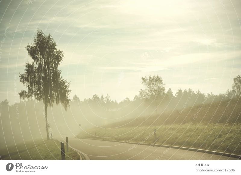 Nothing Comes To Nothing Umwelt Natur Landschaft Tier Himmel Wolken Horizont Sonne Herbst Schönes Wetter Nebel Baum Wiese Hügel Straße Wege & Pfade Stimmung