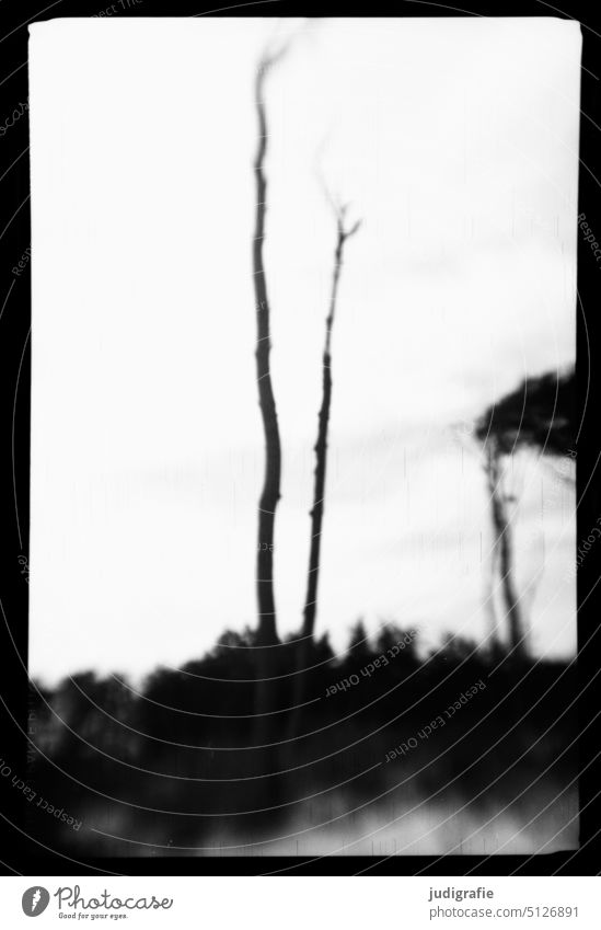 Weststrand, analog Darß Ostsee Küste Baum Windflüchter wild Landschaft Natur Bäume kahl Fischland-Darß-Zingst Traum verschwommen Schwarzweißfoto