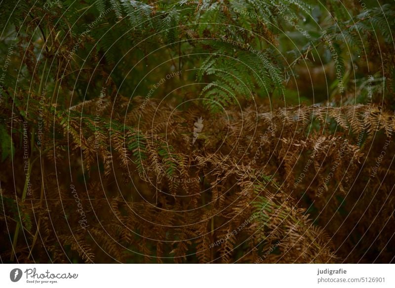 Farn Pflanze Echte Farne pteridophyta polypodiophyta Wachstum Natur Leben braun grün Farbe trocken Trockenheit natürlich frisch vertrocknet Grünpflanze Wald