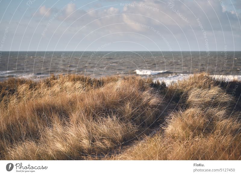 Meer und Dünen im Westen Dänemarks Landschaft Dünenlandschaft Natur Strand Ferien & Urlaub & Reisen Sand Außenaufnahme Erholung Küste Dünengras Winter