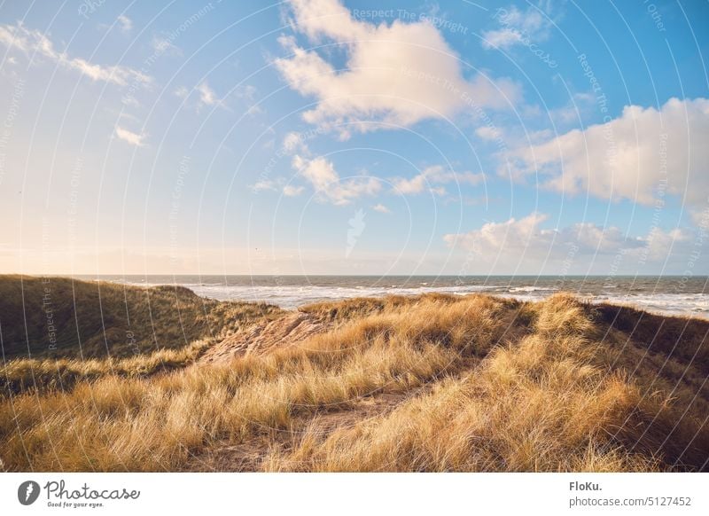 Goldenes Dünengras an dänischer Nordseeküste Dänemark Winter Dünenlandschaft Meer Wellen Wasser Natur Landschaft Küste Strand Ferien & Urlaub & Reisen Sand