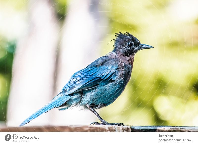 zausel Flügel Farbfoto besonders Außenaufnahme Menschenleer British Columbia Vancouver Island Natur gefiedert Kanada Nordamerika Diademhäher stellers jay Vogel