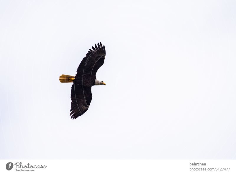 farbreduziert | schwarz auf weiß Himmel Gefieder Vogel Feder Wildtier Flügel Freiheit Schnabel fliegen außergewöhnlich fantastisch Ferne oben hoch Farbfoto