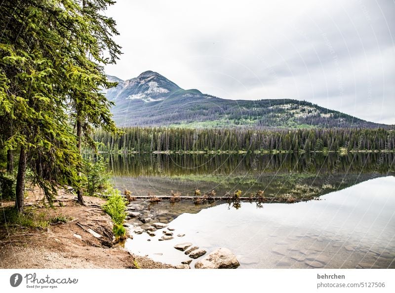 still ruht der see Alberta Wolken Abenteuer Freiheit Jasper National Park See Bäume Nordamerika Farbfoto fantastisch Reflexion & Spiegelung Bergsee Menschenleer