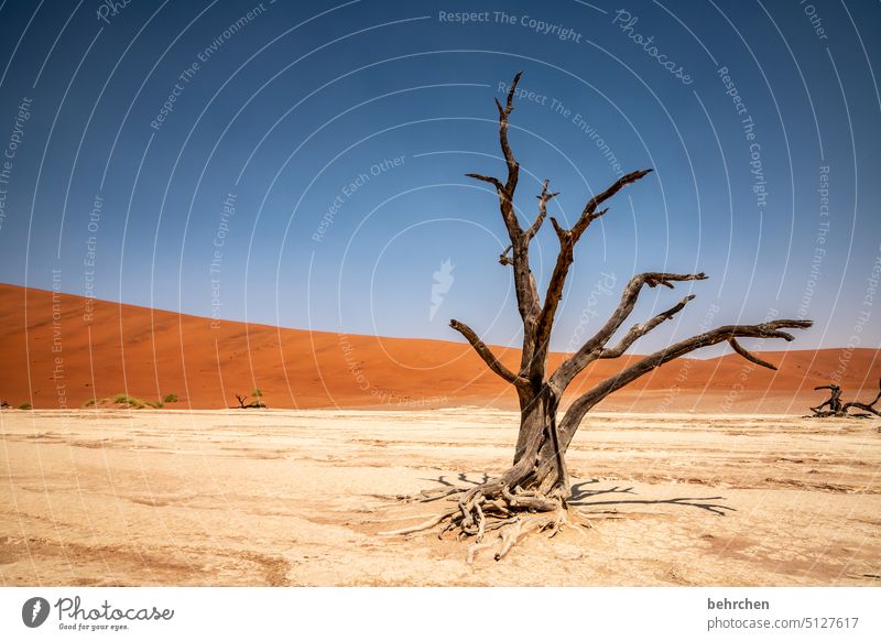 vergänglichkeit Umwelt Vergänglichkeit Klimawandel trocken Dürre Himmel Düne Dünen magisch deadvlei sanddüne Baum toter Baum beeindruckend besonders Wärme