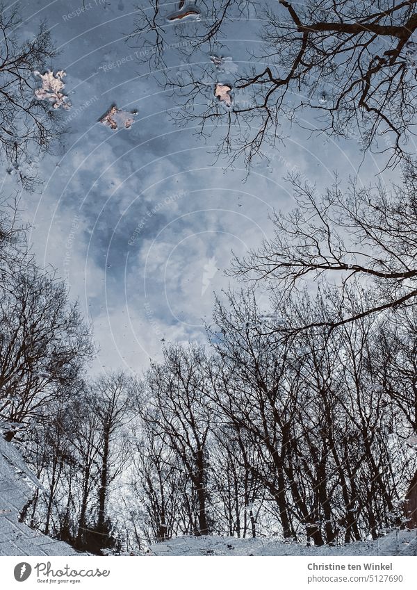 Bäume und Himmel spiegeln sich nach dem Regen in einer Pfütze, einige Blätter schwimmen auf dem Wasser Pfützenspiegelung Spiegelung kahle Bäume