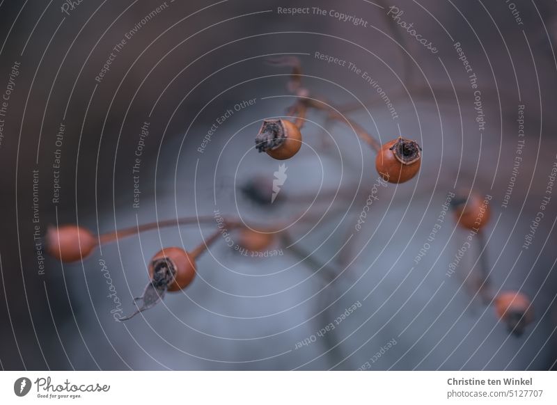 Hagebutten im Winter Natur rot Schwache Tiefenschärfe Frucht Rosengewächse Fruchtstand Samen Zweig Herbst