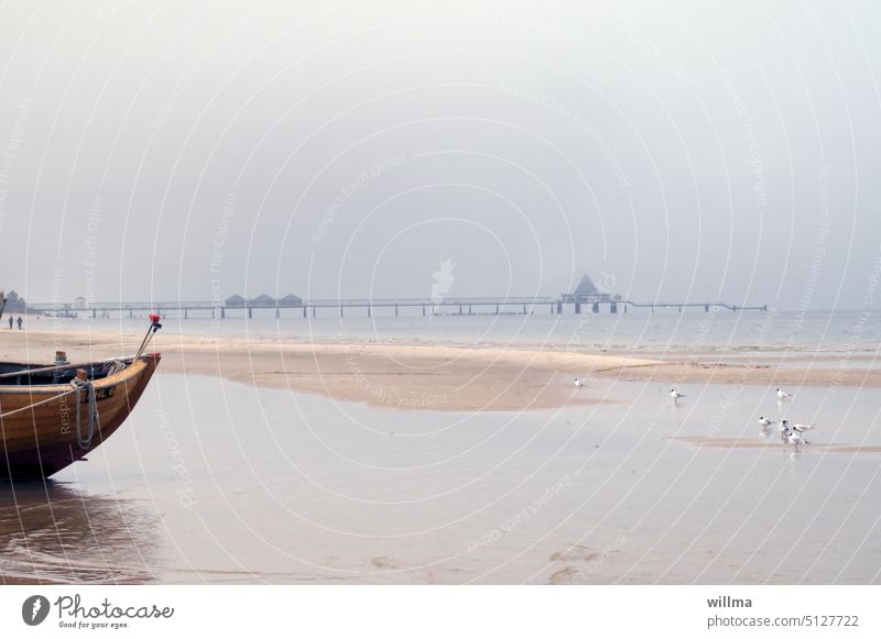 Möwen warten auf das Ablegen eines Fischkutters, um sich den Beifang zu sichern Ostsee Seebrücke Strand Küste Meer Boot Wasser seicht Sandbank Usedom