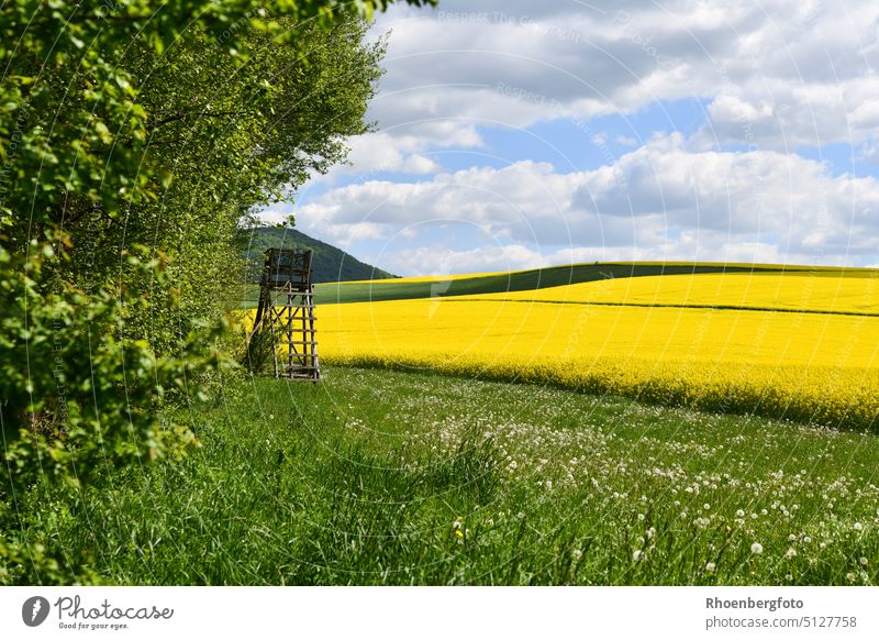 Blick auf gelb blühende Rapsfelder, gerne auch vom Hochsitz aus! rapsfelder blüten blütenstand pollen allergiker acker anbau produktion wiese gräser aussicht