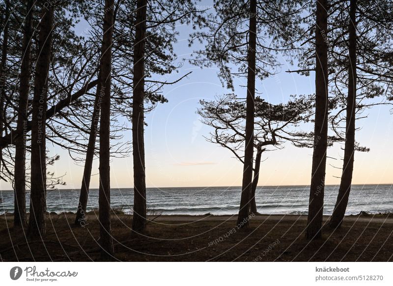 meer wald Meer Strand Küste Wasser Ostsee Wellen Horizont Kiefernwald Dänemark Hovedstaden