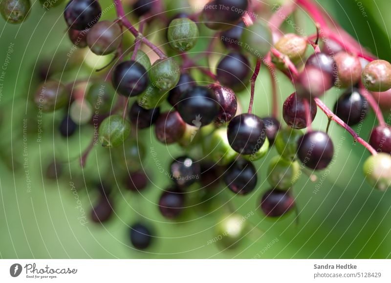 Holunderbeeren am Strauch Beeren Farbfoto Frucht Natur Nahaufnahme Pflanze Menschenleer Tiefenschärfe Holunderbusch Detailaufnahme Außenaufnahme Sträucher