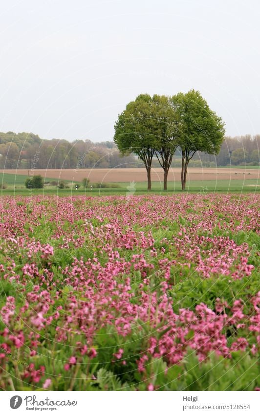 blühende Lichtnelken auf einem Feld, im Hintergrund 3 Bäume vor blaugrauem Himmel Nelke Blume Blüte Blühfeld Landwirtschaft Landschaft Natur Pflanze Frühling