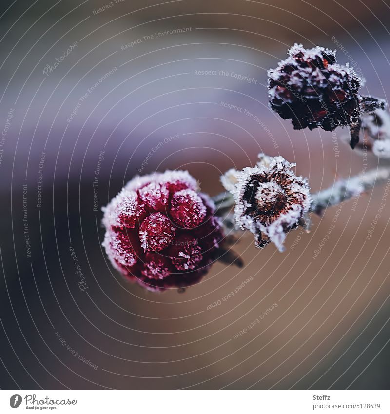 Brombeeren im ersten Frost Beeren Klima Raureif frostig Waldfrüchte Kälte Waldbeeren gefroren bibbern erster Frost kalt frieren gefrorene Früchte Wintertag