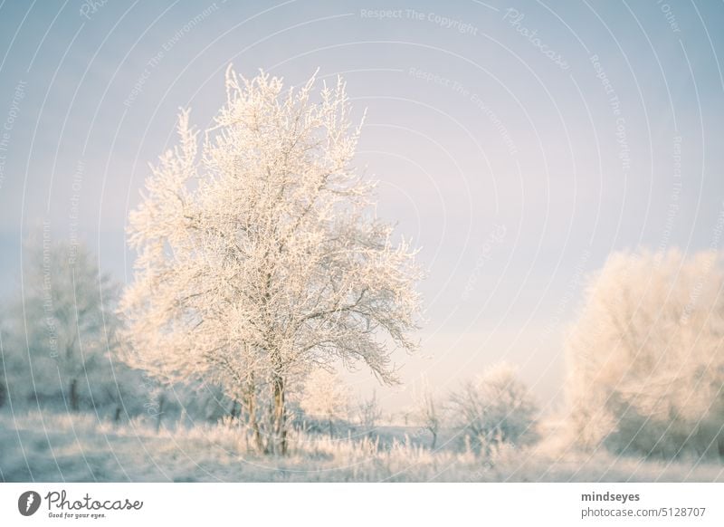 Frostiger Baum Rauhreif Winter Schnee kalt eiskalt Winterlandschaft Winterlandschaft mit Bäumen wintersonne Schneelandschaft Wintertag Menschenleer