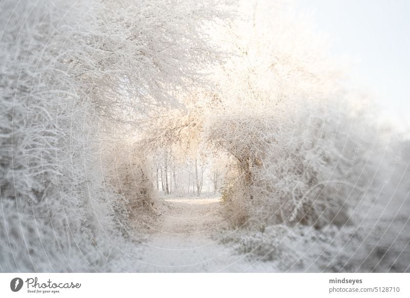 Winterlandschaft Sonnentor Winterstimmung Winterstille Schnee Schneelandschaft Natur Zauberland Tor Tunnel goldenes Licht Winterlicht magisch kalt eisig eiskalt