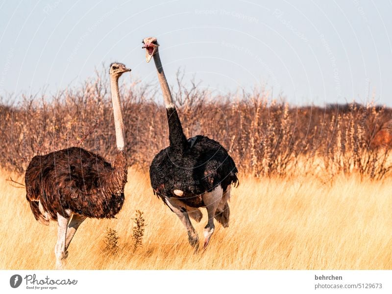 "was schreist du denn so, herbert, seh ich etwa aus, als wenn ich dich verstehen will?!" Wildtiere Tier Tierporträt Paar Federn Vogel Strauß Afrika wild Etosha